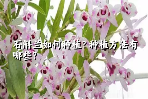 石斛兰如何种植？种植方法有哪些？