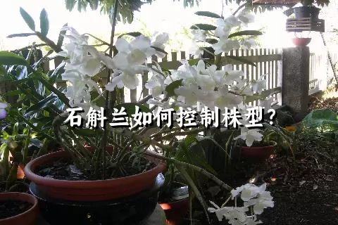 石斛兰如何控制株型？