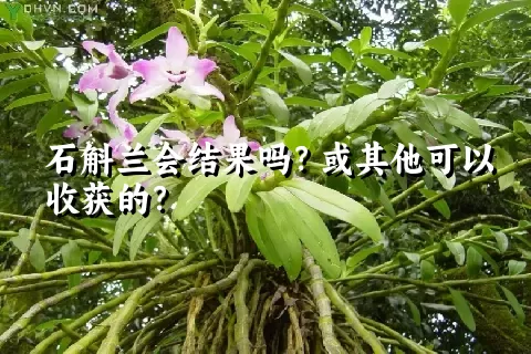 石斛兰会结果吗？或其他可以收获的？