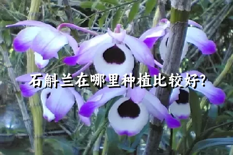 石斛兰在哪里种植比较好？