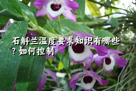 石斛兰温度要求知识有哪些？如何控制