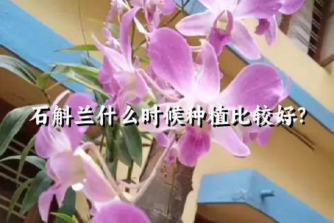 石斛兰什么时候种植比较好？