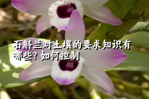 石斛兰对土壤的要求知识有哪些？如何控制