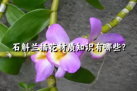 石斛兰插花材质知识有哪些？