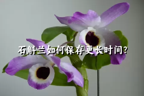 石斛兰如何保存更长时间？