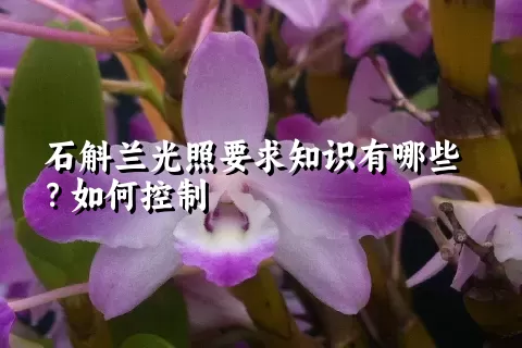 石斛兰光照要求知识有哪些？如何控制