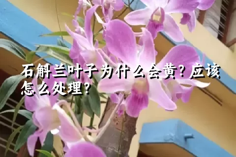 石斛兰叶子为什么会黄？应该怎么处理？