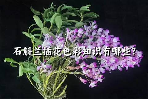 石斛兰插花色彩知识有哪些？