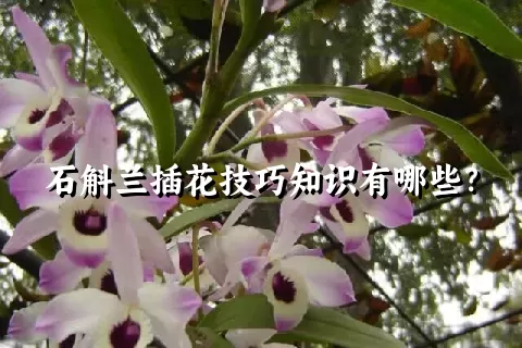 石斛兰插花技巧知识有哪些？