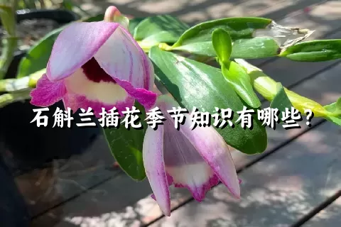 石斛兰插花季节知识有哪些？