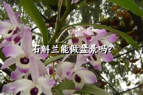 石斛兰能做盆景吗？