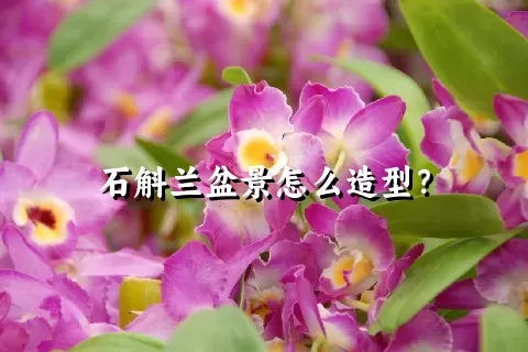 石斛兰盆景怎么造型？