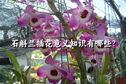 石斛兰插花意义知识有哪些？