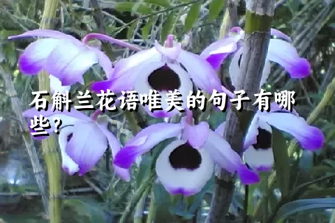 石斛兰花语唯美的句子有哪些？