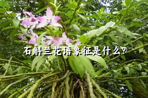 石斛兰花语象征是什么？