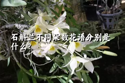 石斛兰不同朵数花语分别是什么？