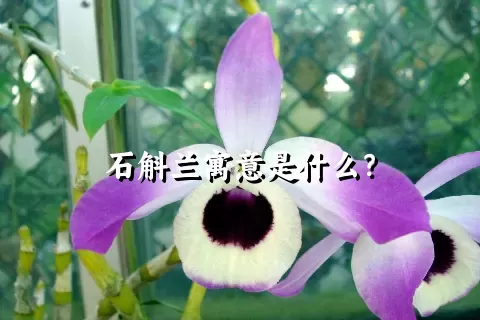 石斛兰寓意是什么？