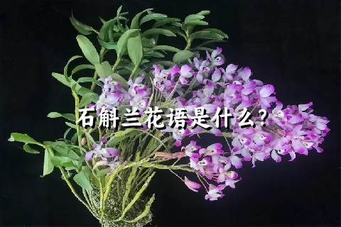 石斛兰花语是什么？