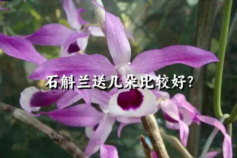 石斛兰送几朵比较好？