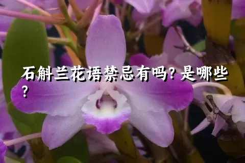 石斛兰花语禁忌有吗？是哪些？