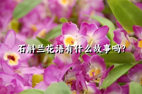 石斛兰花语有什么故事吗？