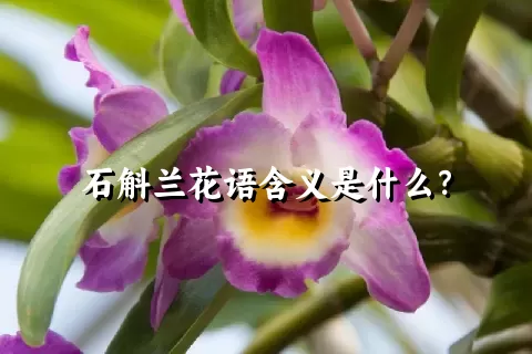 石斛兰花语含义是什么？