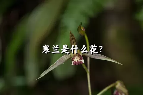 寒兰是什么花？