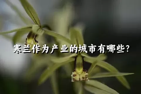 寒兰作为产业的城市有哪些？