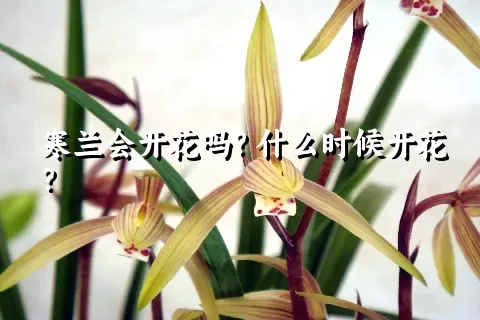 寒兰会开花吗？什么时候开花？