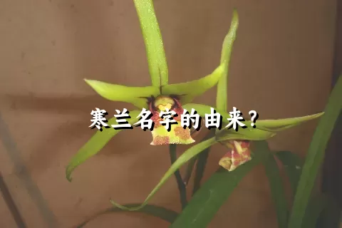 寒兰名字的由来？