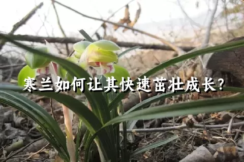 寒兰如何让其快速茁壮成长？