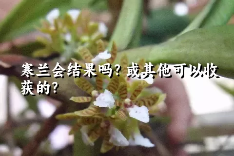 寒兰会结果吗？或其他可以收获的？