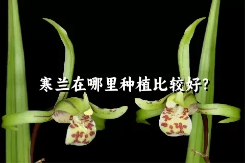 寒兰在哪里种植比较好？