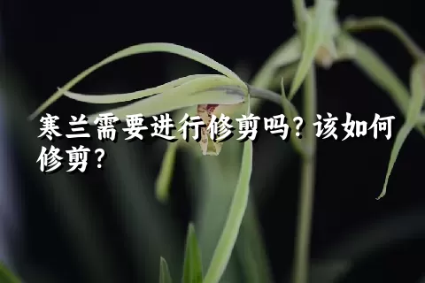 寒兰需要进行修剪吗？该如何修剪？