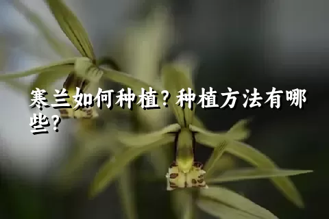 寒兰如何种植？种植方法有哪些？