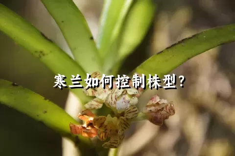 寒兰如何控制株型？