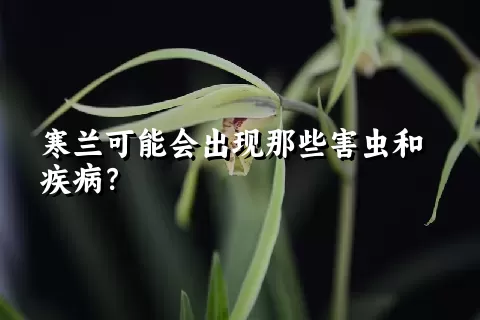 寒兰可能会出现那些害虫和疾病？