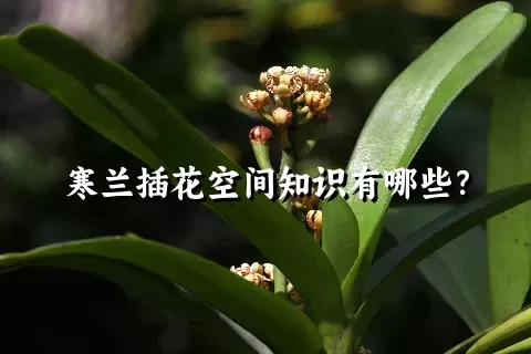 寒兰插花空间知识有哪些？