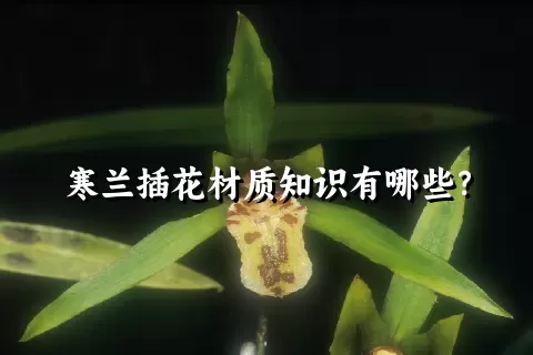 寒兰插花材质知识有哪些？