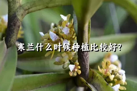 寒兰什么时候种植比较好？