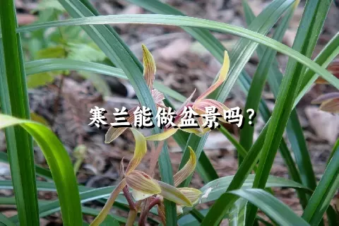 寒兰能做盆景吗？