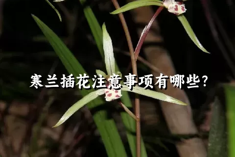 寒兰插花注意事项有哪些？