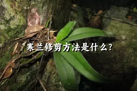 寒兰修剪方法是什么？