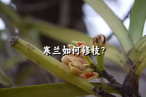 寒兰如何修枝？