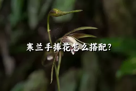 寒兰手捧花怎么搭配？