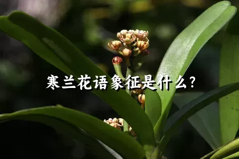 寒兰花语象征是什么？