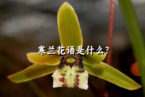 寒兰花语是什么？