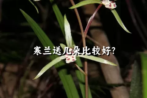 寒兰送几朵比较好？