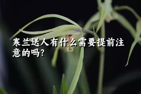 寒兰送人有什么需要提前注意的吗？