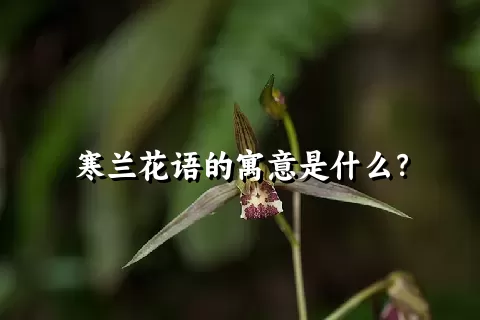 寒兰花语的寓意是什么？